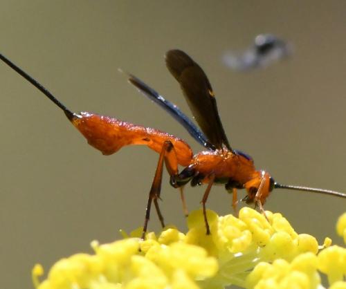 Réf. 235 348 : Glyptomorpha sp.